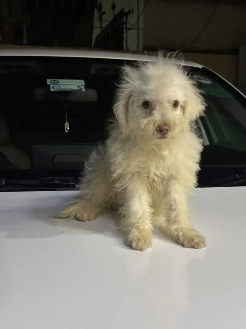 Poodle Puppy Male 3 Months Old — photo 2