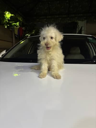 Poodle Puppy Male 3 Months Old