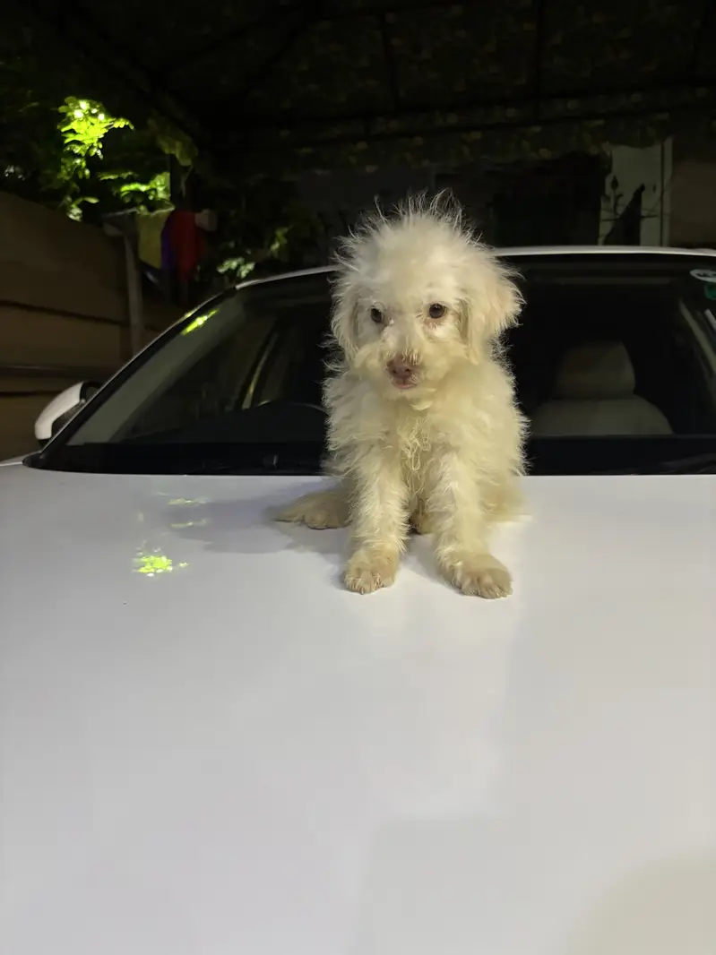 Poodle Puppy Male 3 Months Old — photo 3