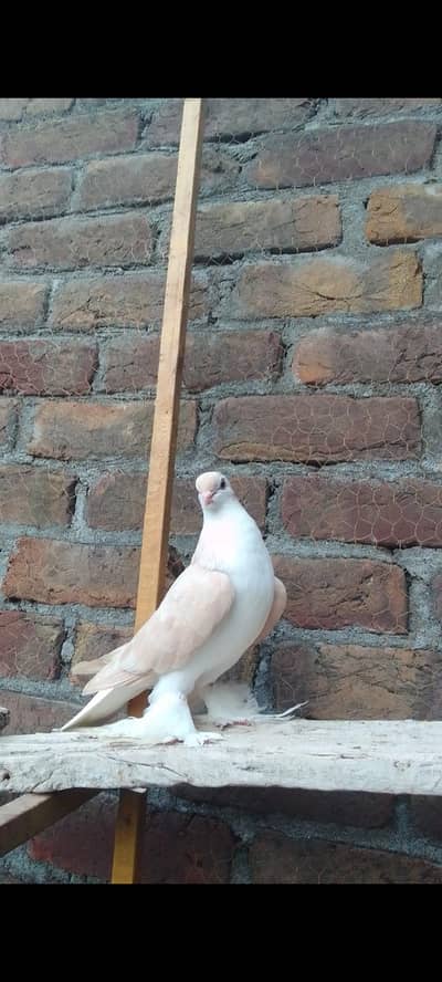urgent sale Karne ha munsab pasa ma mil Jai ge