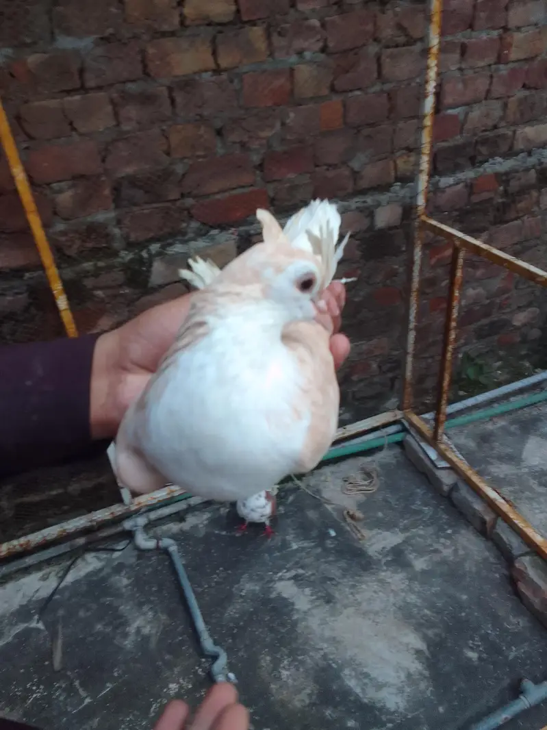 urgent sale Karne ha munsab pasa ma mil Jai ge — photo 2