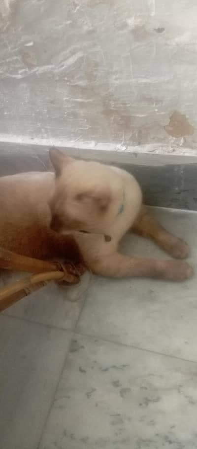 Siamese cat with good health
