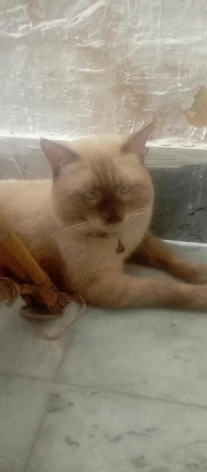 Siamese cat with good health — photo 2