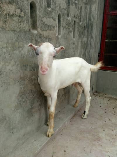 Gulabi tedda