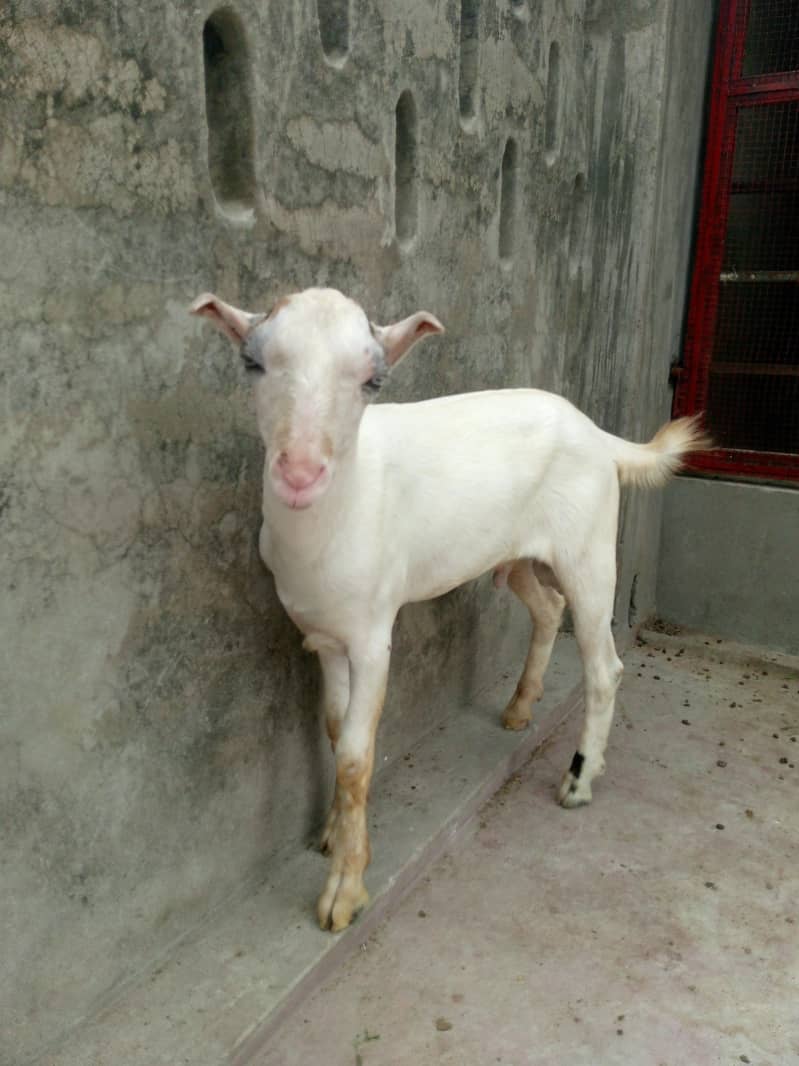 Gulabi tedda 0