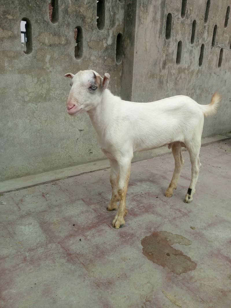 Gulabi tedda 1