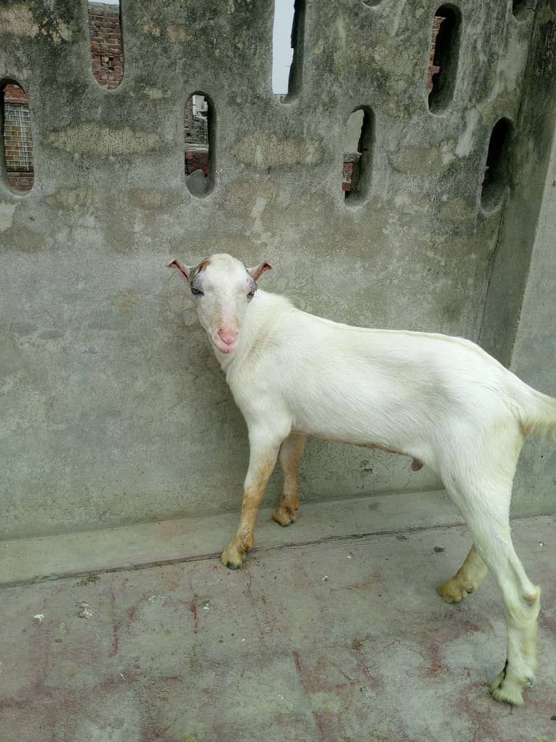 Gulabi tedda 2