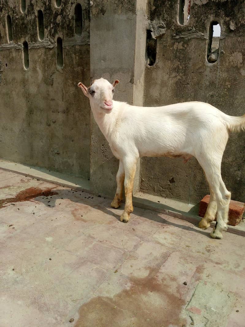 Gulabi tedda 3