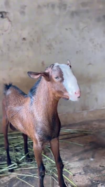 full masti Wala Bakra ha vip Ando ha