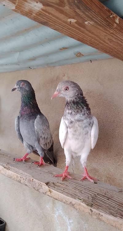 zera kabutar piar or kamagar piar
