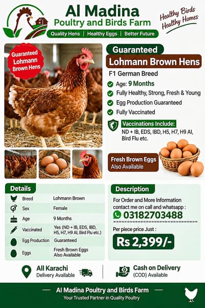 Lohmann Brown Hens I F1 German Breed I Rs. 2,399 I Al Madina Paultary