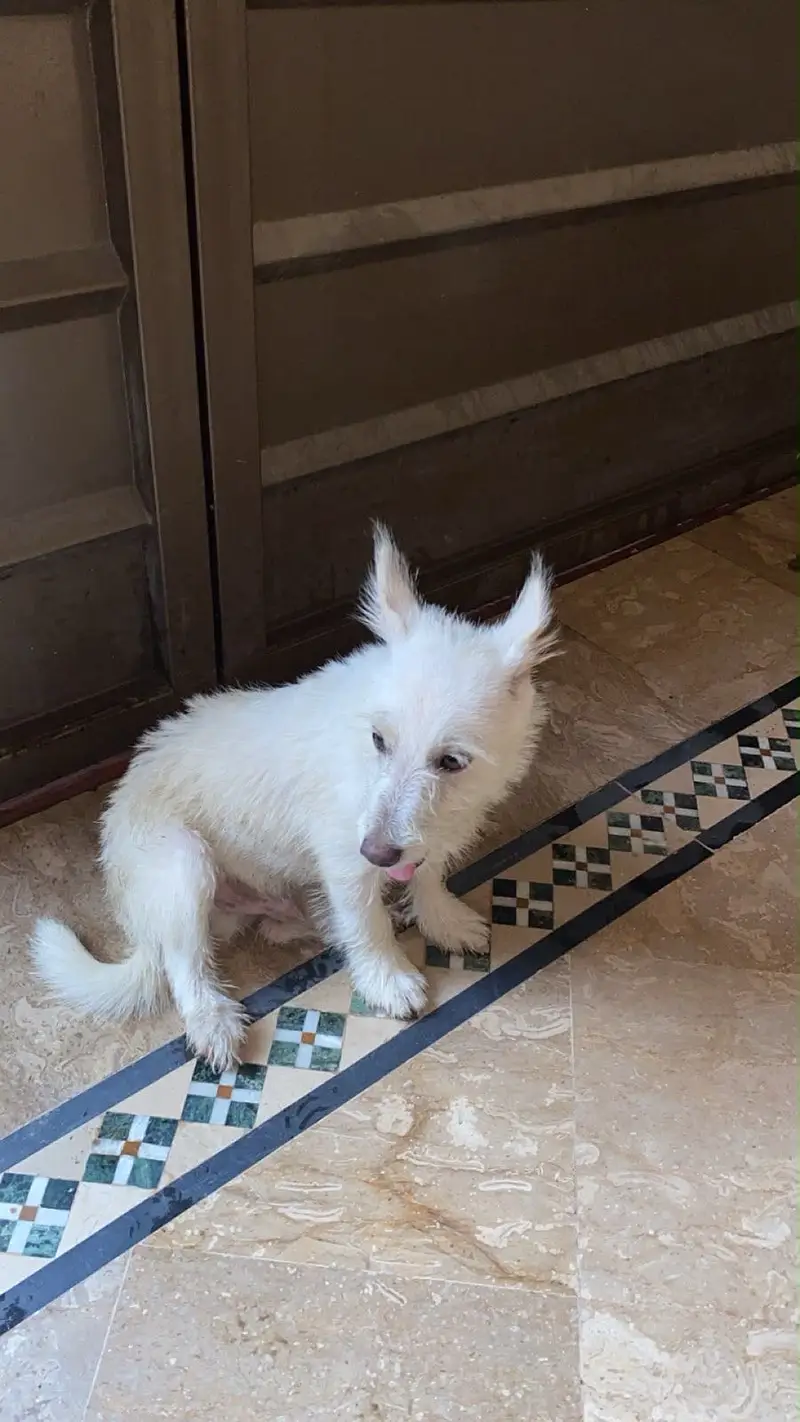 Russian puppy — photo 3