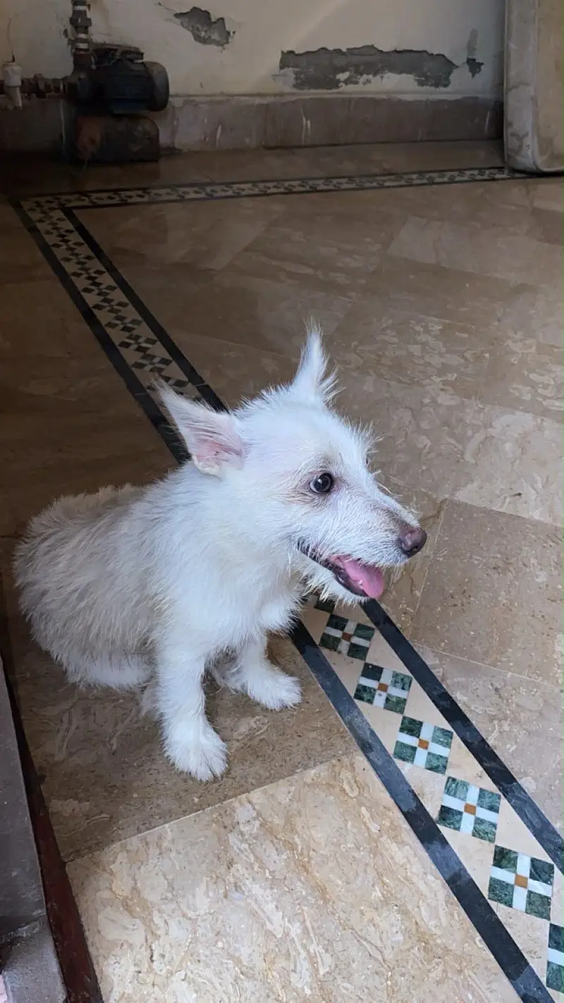 Russian puppy — photo 4