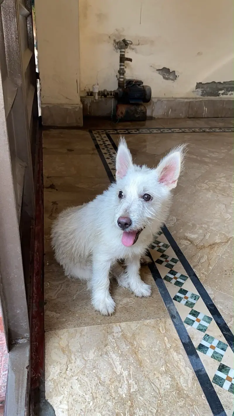 Russian puppy — photo 7