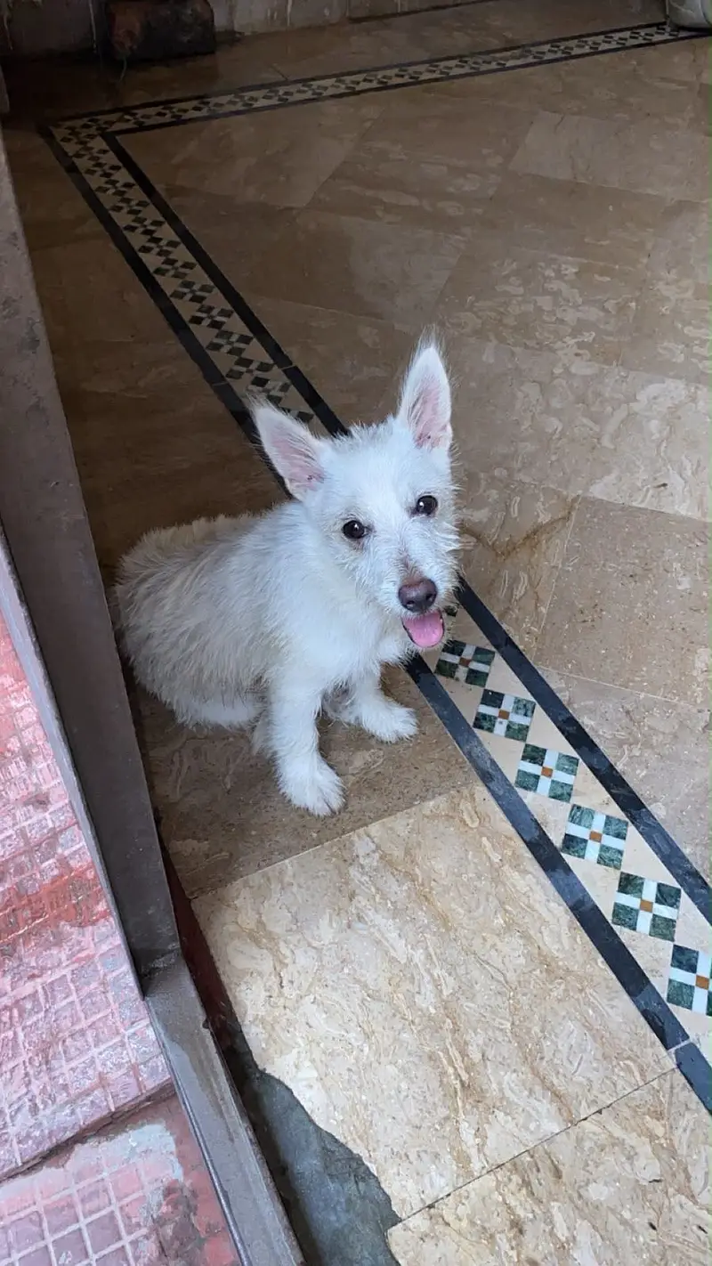 Russian puppy — photo 8