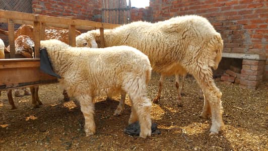 Pure Kajli Female For sale With Female Kid
