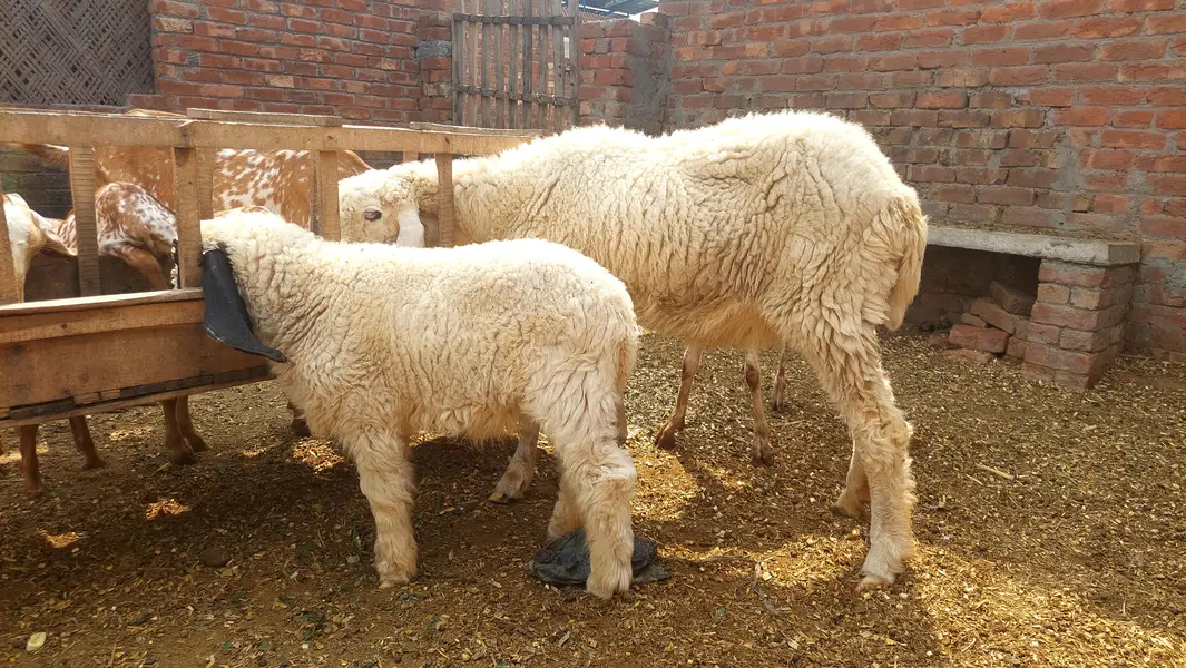 Pure Kajli Female For sale With Female Kid — photo 2