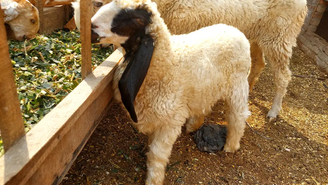 Pure Kajli Female For sale With Female Kid — photo 3