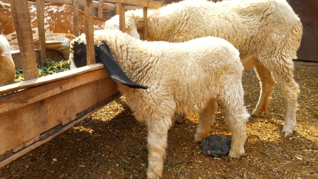 Pure Kajli Female For sale With Female Kid — photo 4