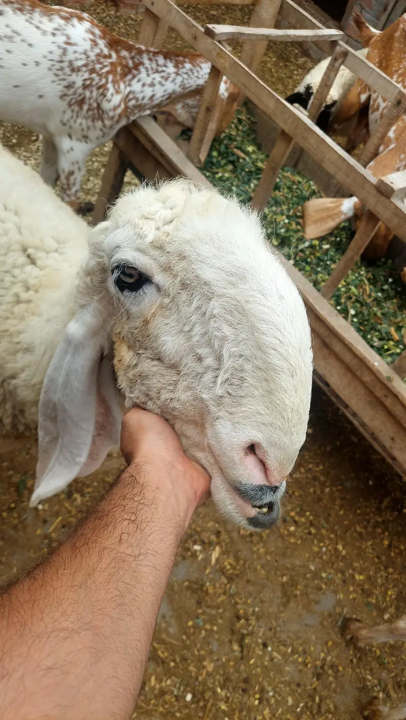 Pure Kajli Female For sale With Female Kid — photo 5