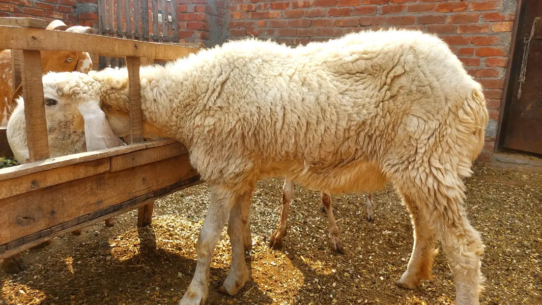 Pure Kajli Female For sale With Female Kid — photo 6