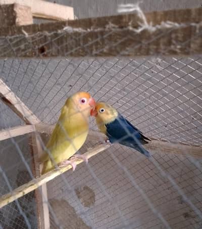 love birds parrot