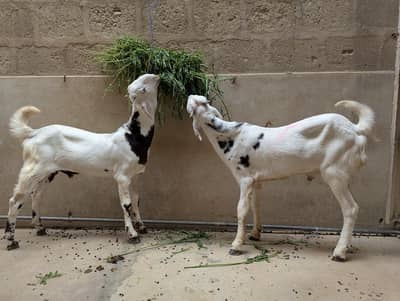 PURE TOTA PURI PAINTED MALES