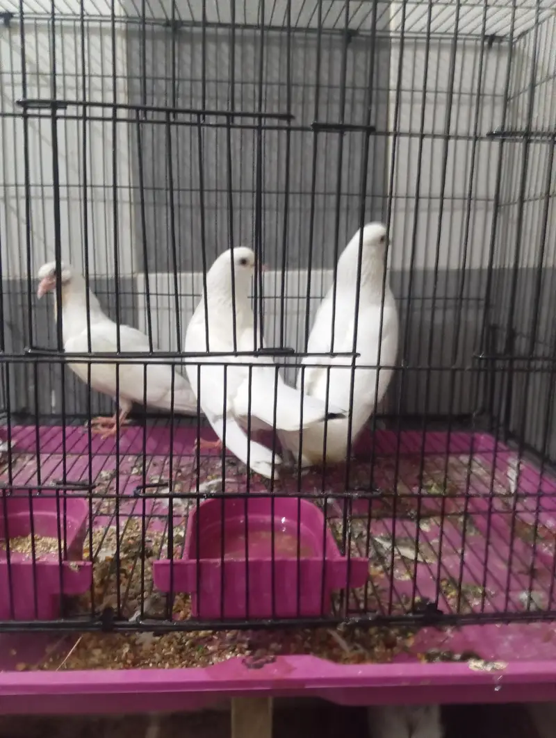 shirazi pair with chik — photo 2