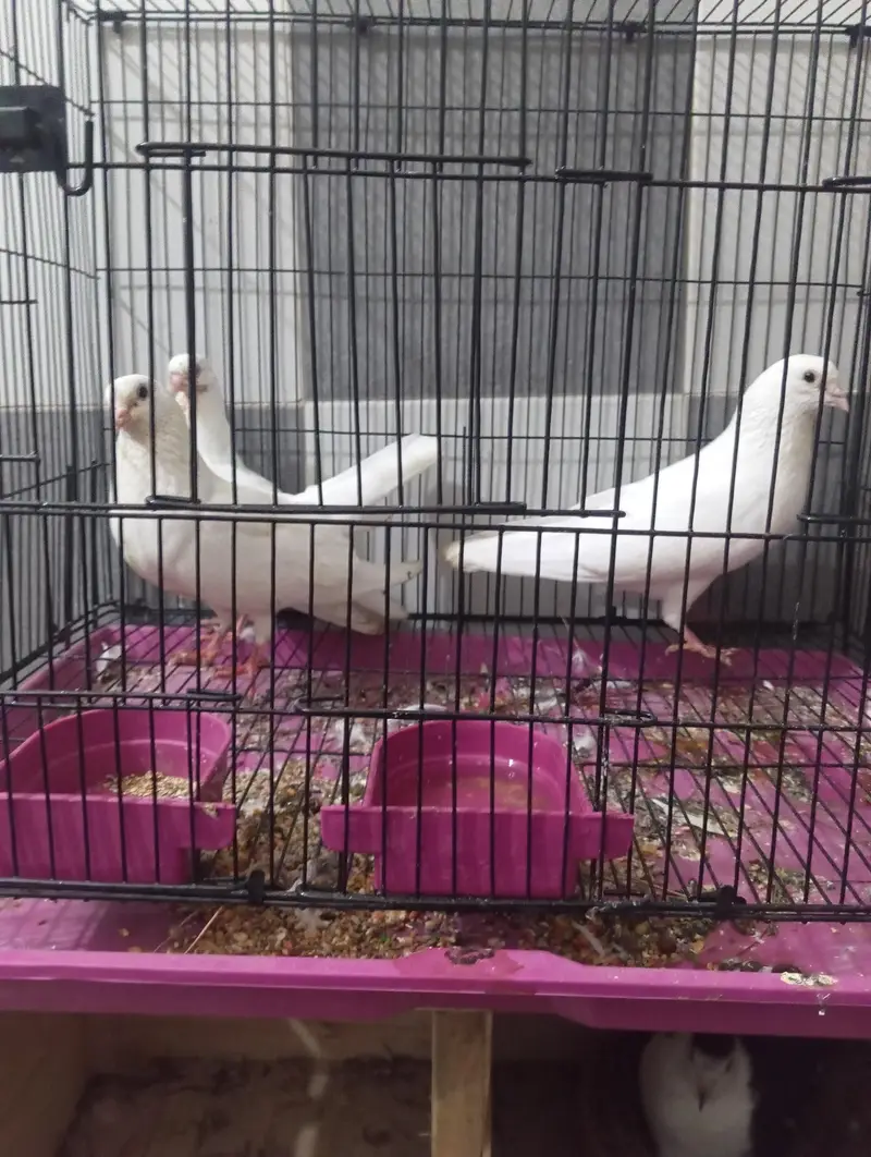 shirazi pair with chik — photo 3