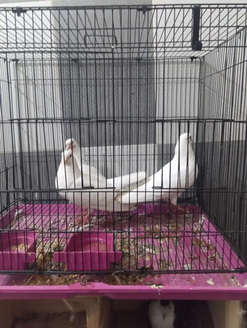 shirazi pair with chik — photo 5