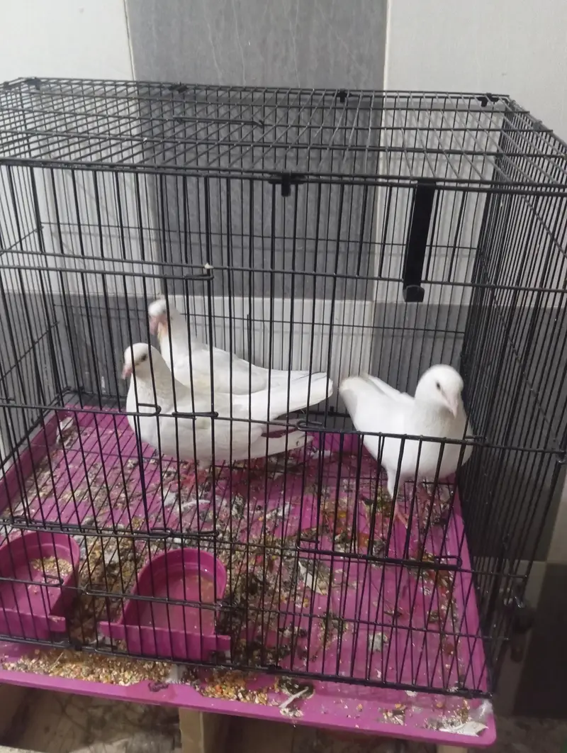shirazi pair with chik — photo 6