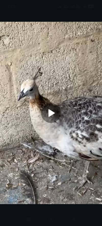 Peacock Female