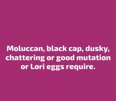 lories and conure good mutation eggs require 03158979896