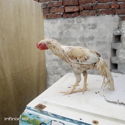 for sale home breed active and pure aseel old blood line