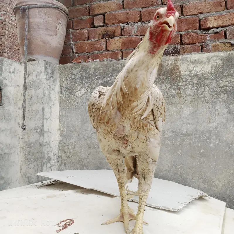 for sale home breed active and pure aseel old blood line — photo 2