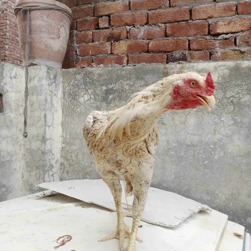 for sale home breed active and pure aseel old blood line — photo 3