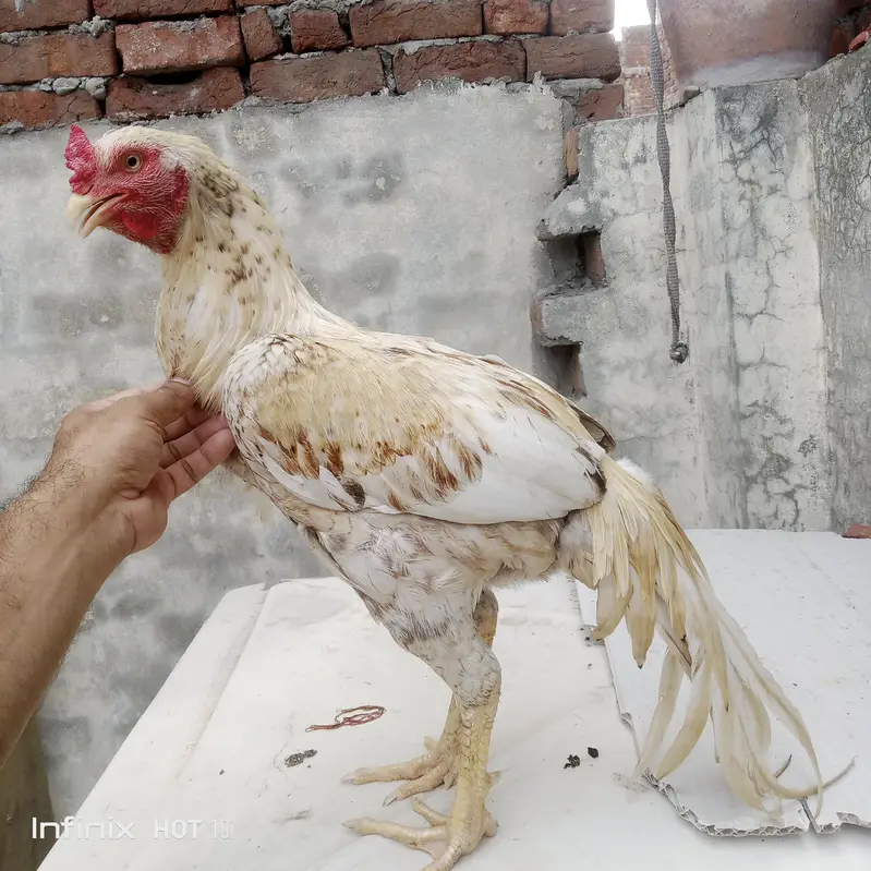 for sale home breed active and pure aseel old blood line — photo 4