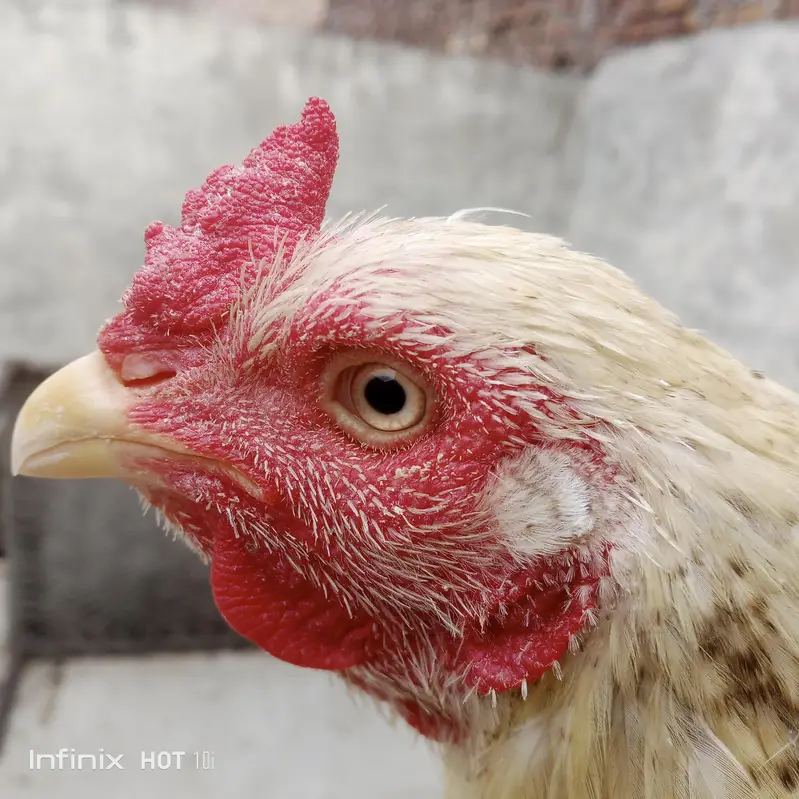 for sale home breed active and pure aseel old blood line — photo 5
