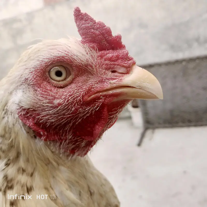 for sale home breed active and pure aseel old blood line — photo 6