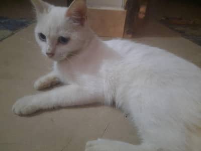 Full white persian female cat vaccinated short hair