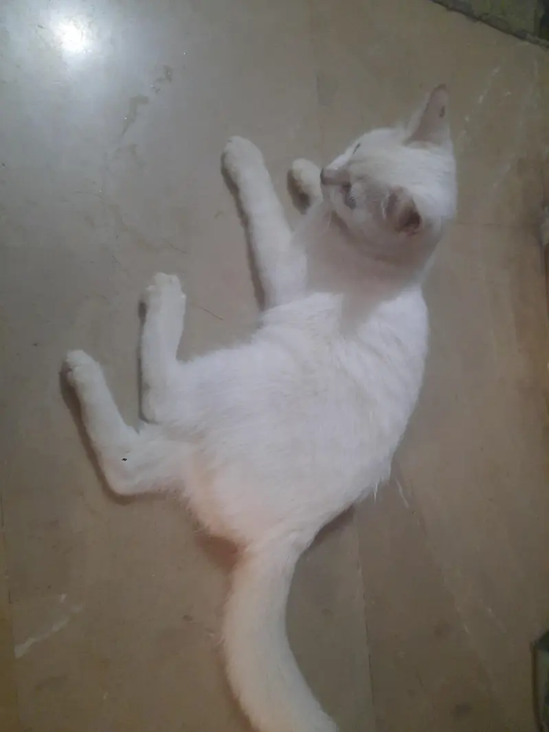 Full white persian female cat vaccinated short hair — photo 2