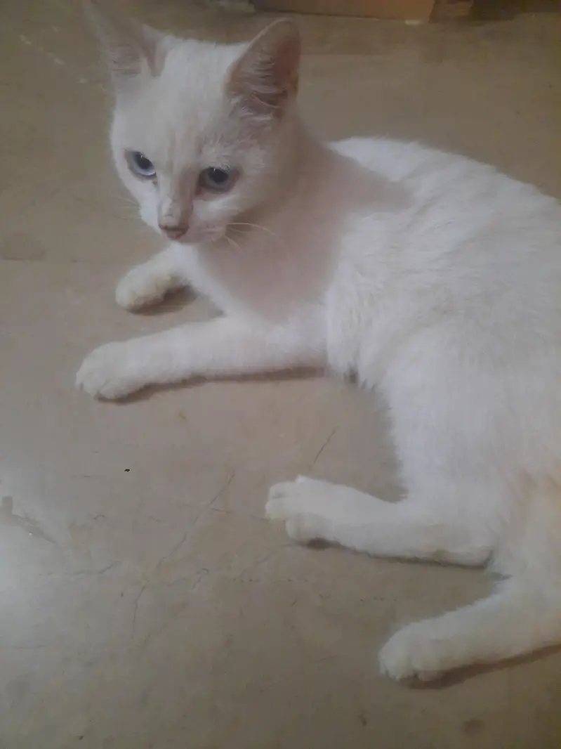 Full white persian female cat vaccinated short hair — photo 3
