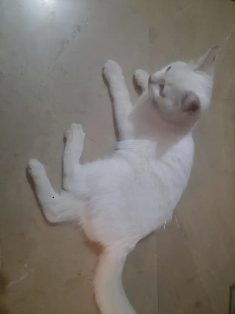 Full white persian female cat vaccinated short hair — photo 4