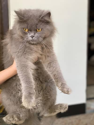 Persian pair for sale. White Male and Grey Female.