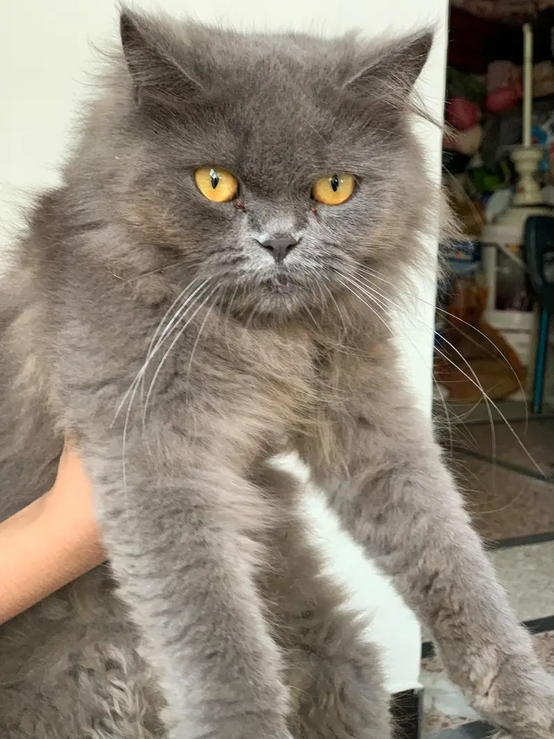 Persian pair for sale. White Male and Grey Female. — photo 2