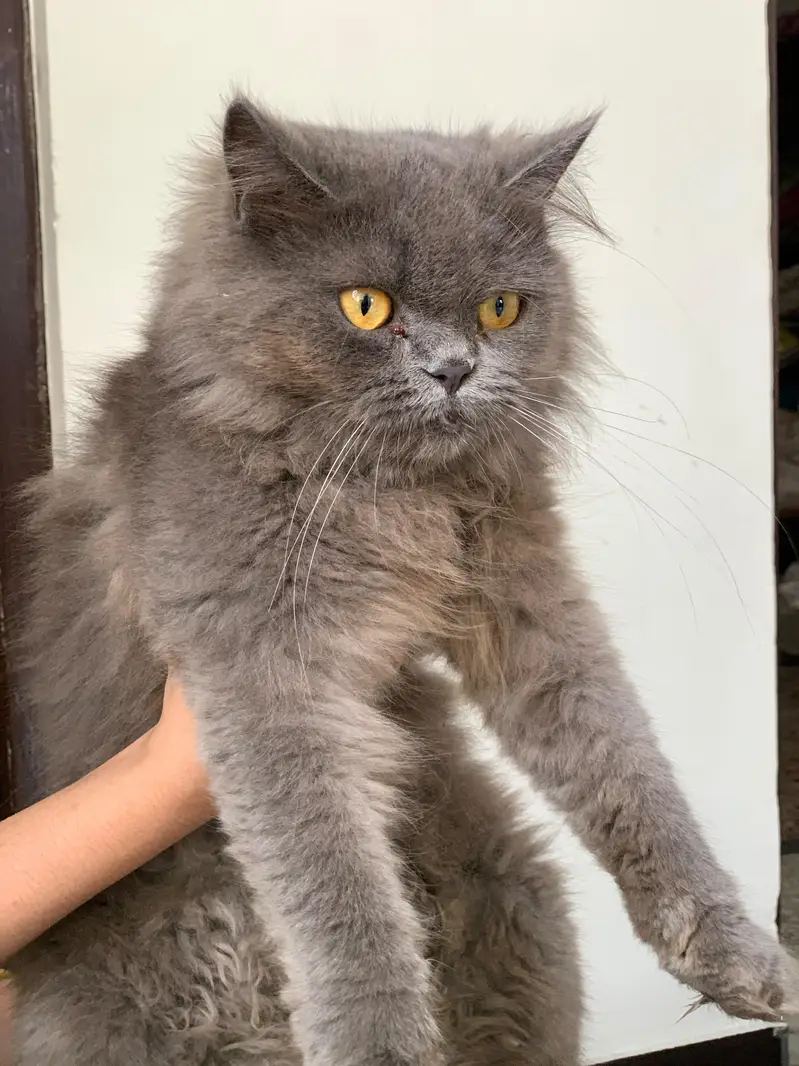 Persian pair for sale. White Male and Grey Female. — photo 3