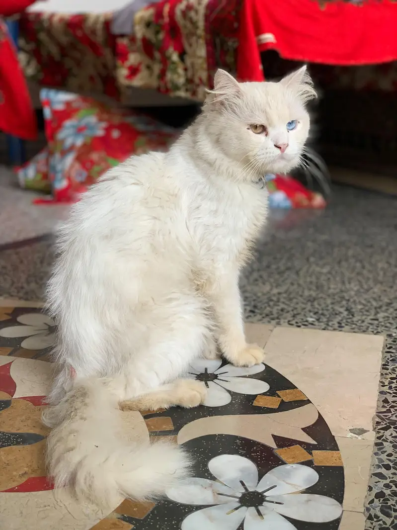 Persian pair for sale. White Male and Grey Female. — photo 4