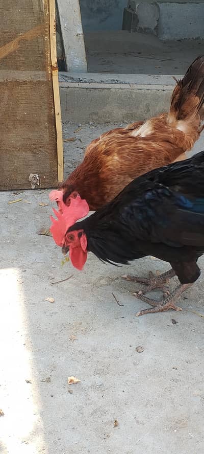 golden misri female