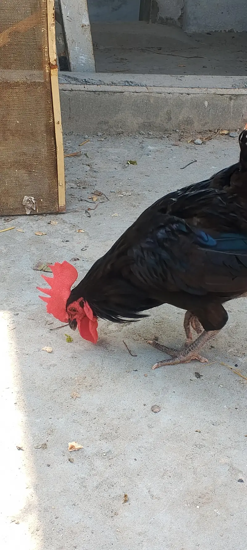 golden misri female — photo 2