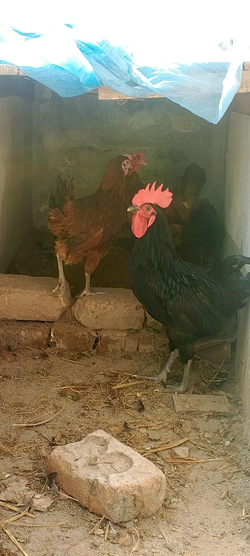golden misri female — photo 3